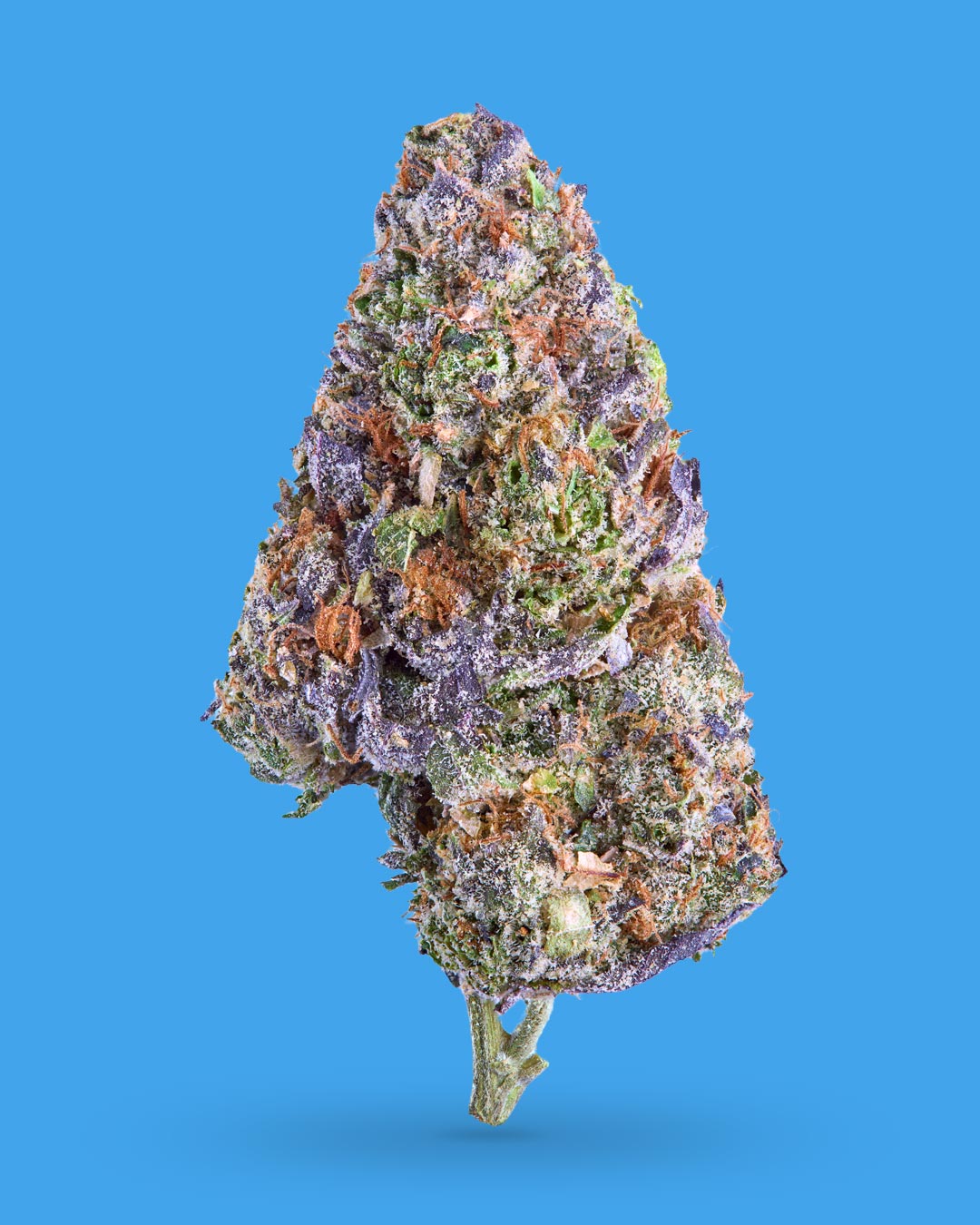 Purple Kush